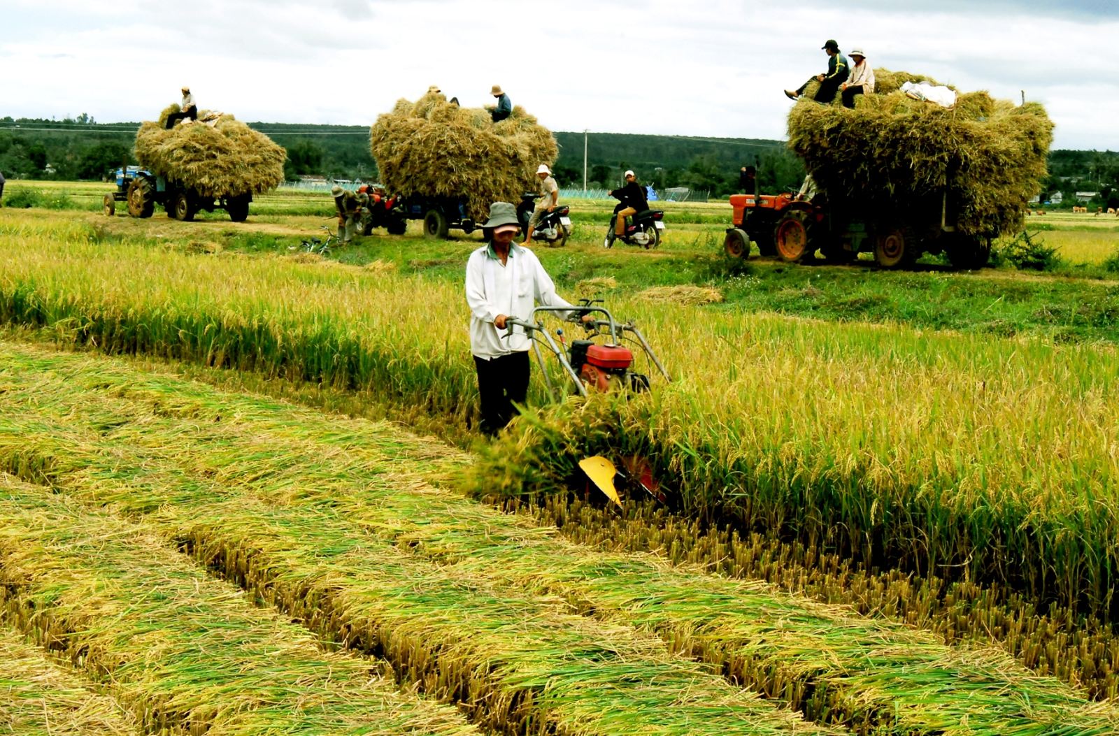 Vietnam melalukan restrukturisasi cabang pertanian untuk berintegrasi dan berkembang